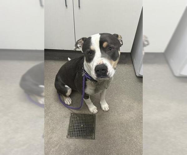 Medium Photo #1 Mutt Puppy For Sale in HESPERIA, CA, USA