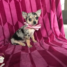 Chihuahua Puppy for sale in EAST EARL, PA, USA