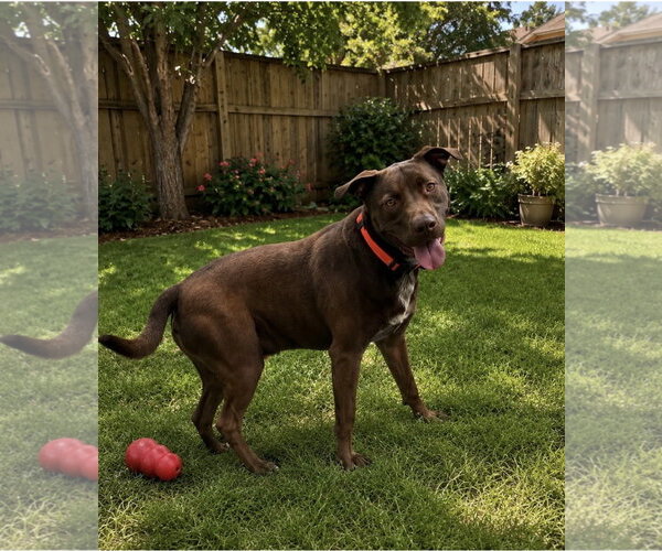 Medium Photo #1 Labrador Retriever-Unknown Mix Puppy For Sale in Euless, TX, USA
