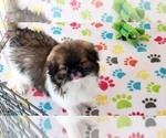 Small #1 Japanese Chin
