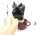 Small Photo #18 Yorkshire Terrier Puppy For Sale in CORAL SPRINGS, FL, USA