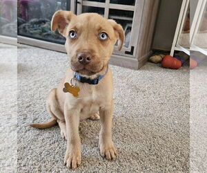 Siberian Husky-Unknown Mix Dogs for adoption in Fargo, ND, USA