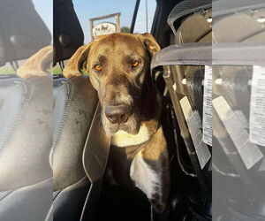 Great Dane Dogs for adoption in Bullard, TX, USA