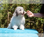 Small #10 Poodle (Toy)