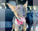 Small #1 German Shepherd Dog