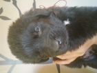 Small Photo #1 Newfoundland Puppy For Sale in RUSH CITY, MN, USA