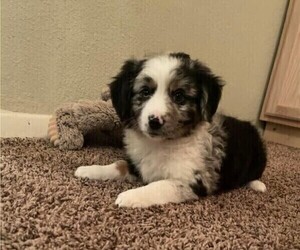 Miniature Australian Shepherd Puppy for sale in LOVINGTON, NM, USA