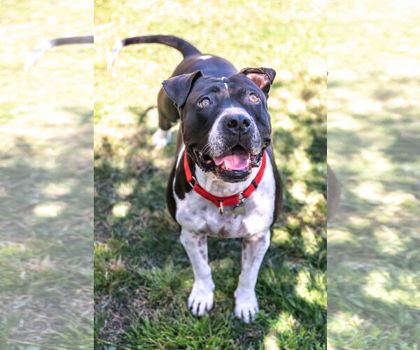 Medium Photo #5 American Bulldog-Unknown Mix Puppy For Sale in Chandler, AZ, USA