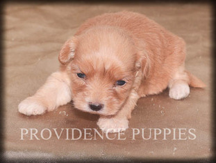 Havanese-Poodle (Toy) Mix Puppy for sale in WAYLAND, IA, USA
