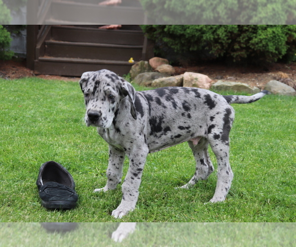 Medium Photo #1 Great Dane Puppy For Sale in SHILOH, OH, USA
