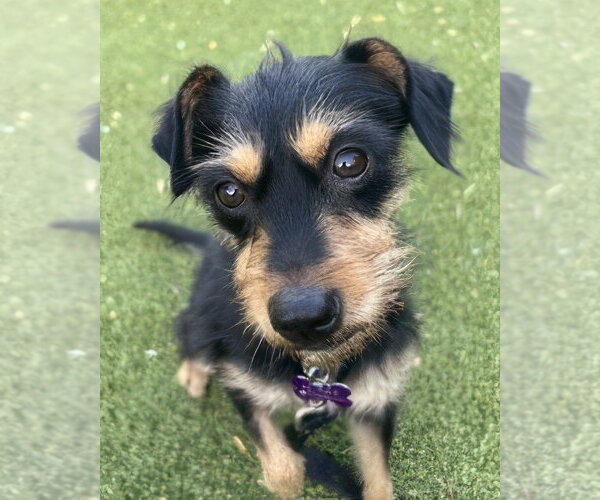 Medium Photo #3 Mutt Puppy For Sale in Corona, CA, USA