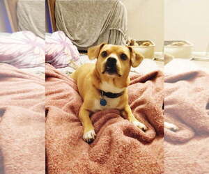 Maverick - Male Chihuahua Dog for Adoption - Photo #2