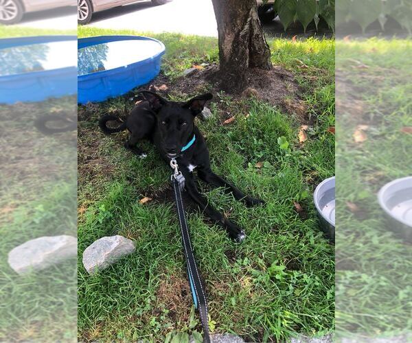 Medium Photo #5 Mutt Puppy For Sale in Elmsford, NY, USA