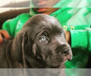 Cane Corso Puppy for sale in AURORA, CO, USA