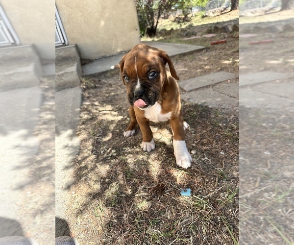 Medium Photo #24 Boxer Puppy For Sale in ESPANOLA, NM, USA