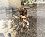 Small Photo #24 Boxer Puppy For Sale in ESPANOLA, NM, USA