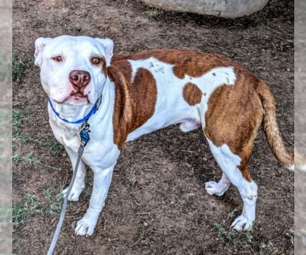 Medium Photo #2 American Pit Bull Terrier-Unknown Mix Puppy For Sale in Plano, TX, USA