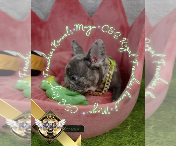 Medium Photo #14 French Bulldog Puppy For Sale in ATHENS, GA, USA