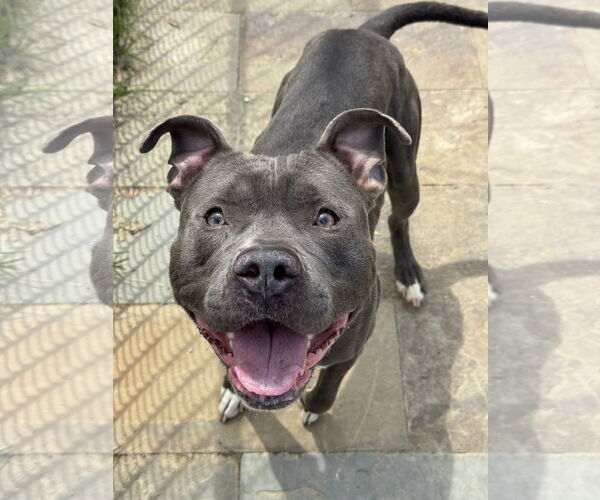 Medium Photo #2 American Pit Bull Terrier-Unknown Mix Puppy For Sale in Millersville, MD, USA