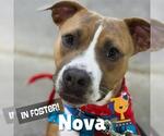 Small #3 American Pit Bull Terrier