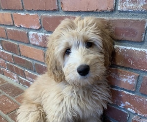 Goldendoodle Puppy for sale in WENATCHEE, WA, USA