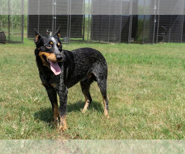 Medium Photo #2 Mutt Puppy For Sale in Abbeville, LA, USA