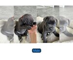 Small Photo #2 Cane Corso Puppy For Sale in MAGNOLIA SQUARE, FL, USA