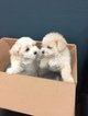 Small Photo #3 Bolognese-Maltese Mix Puppy For Sale in MONITOR, OR, USA
