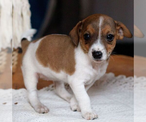 Medium Photo #3 Jack Russell Terrier Puppy For Sale in EAST EARL, PA, USA