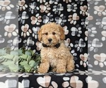Small Photo #2 Bichpoo Puppy For Sale in NEW HOLLAND, PA, USA
