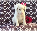 Small Photo #2 Australian Shepherd Puppy For Sale in LAKELAND, FL, USA