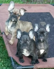 French Bulldog Dogs for adoption in FREMONT, CA, USA