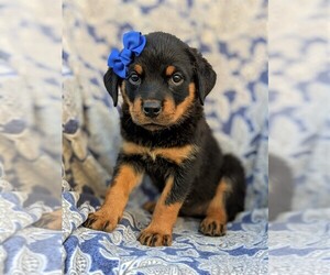 Rottweiler Puppy for sale in KIRKWOOD, PA, USA