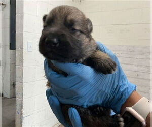 German Shepherd Dog Dogs for adoption in San Bernardino, CA, USA