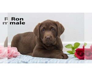 Labrador Retriever Puppy for sale in CLARE, MI, USA