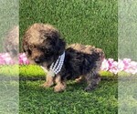 Small #6 Poodle (Toy)