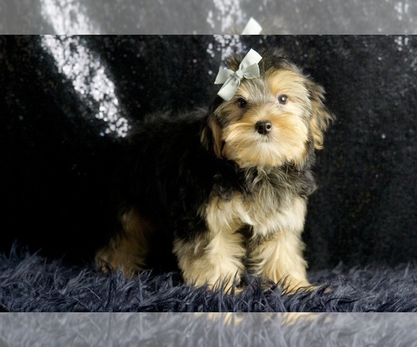 Medium Photo #43 Morkie Puppy For Sale in WARSAW, IN, USA
