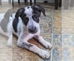 Mutt Dogs for adoption in San Angelo, TX, USA