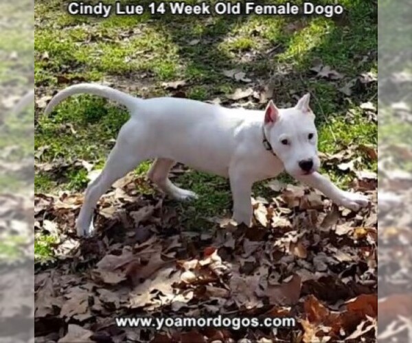 Medium Photo #210 Dogo Argentino Puppy For Sale in PINEVILLE, MO, USA