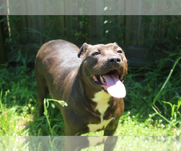 Medium Photo #1 Mutt Puppy For Sale in Jackson, MS, USA