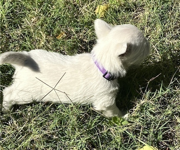 Medium Photo #14 West Highland White Terrier Puppy For Sale in PHOENIX, AZ, USA