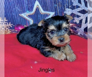 Yorkshire Terrier Puppy for sale in CASSVILLE, MO, USA