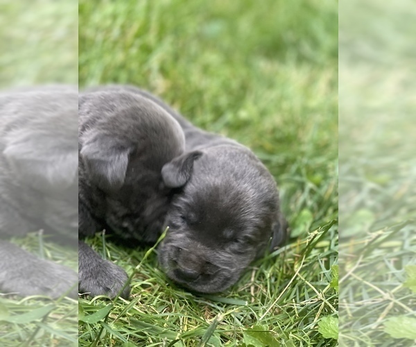 Medium Photo #7 Labrador Retriever Puppy For Sale in FELTON, PA, USA