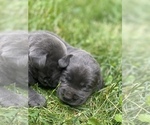Small Photo #7 Labrador Retriever Puppy For Sale in FELTON, PA, USA