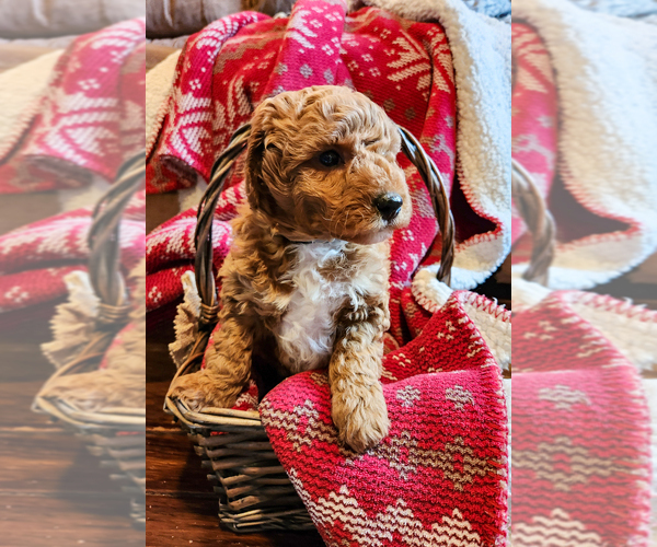 Medium Photo #3 Goldendoodle mix (+ Poodle Miniature) Puppy For Sale in CARLISLE, PA, USA
