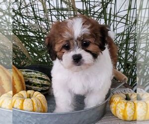 Zuchon Puppy for sale in ARTHUR, IL, USA