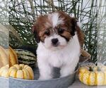 Small Zuchon