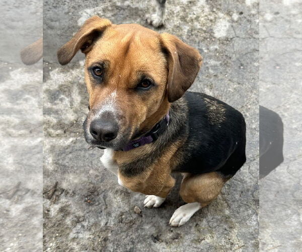 Medium Photo #6 Beagle-Unknown Mix Puppy For Sale in Brooklyn Center, MN, USA