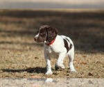 Small Photo #5 Brittany Puppy For Sale in HORTENSE, GA, USA