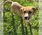 Small #1 Mutt